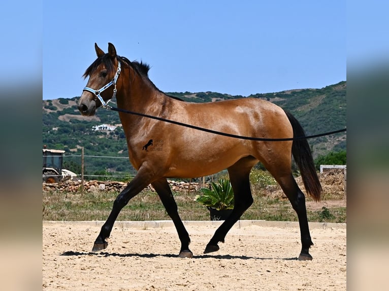 PRE Mix Stute 2 Jahre 162 cm Falbe in Menorca
