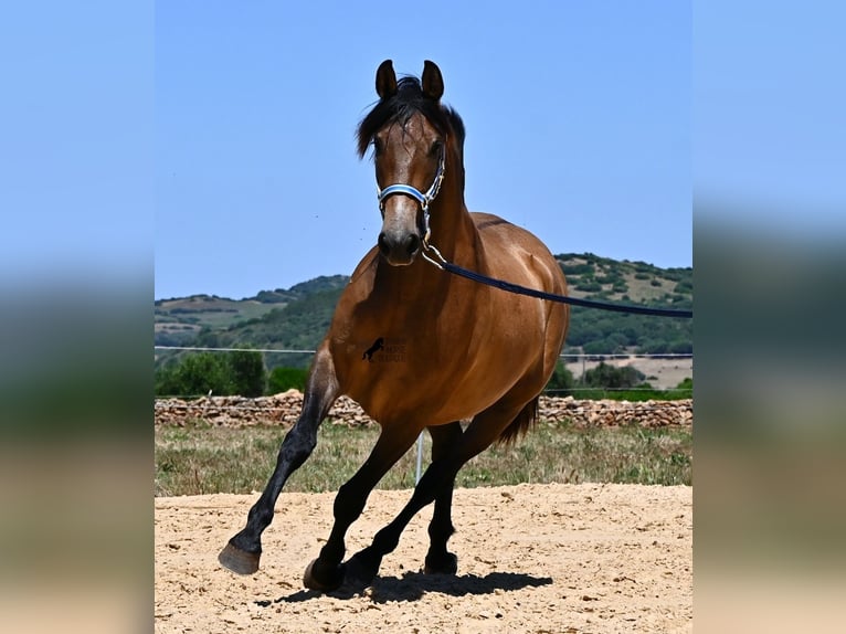 PRE Mix Stute 2 Jahre 162 cm Falbe in Menorca