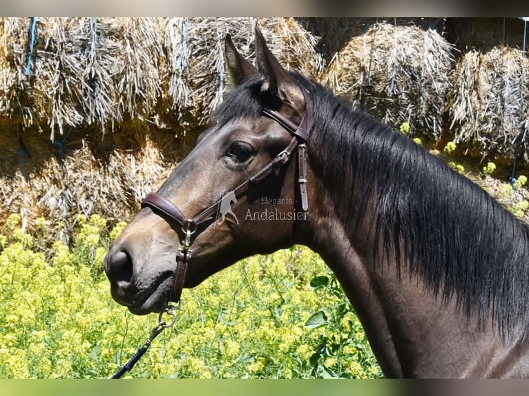 PRE Stute 2 Jahre 162 cm Falbe in Provinz Granada