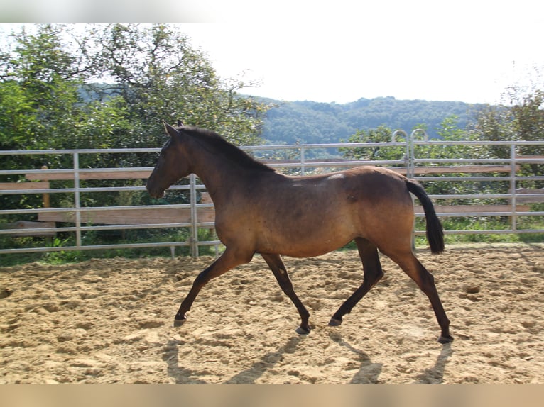 PRE Mix Stute 2 Jahre 162 cm Rappe in Brauweiler