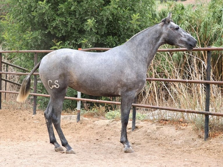 PRE Mix Stute 2 Jahre 162 cm Schimmel in NAVAS DEL MADRONO