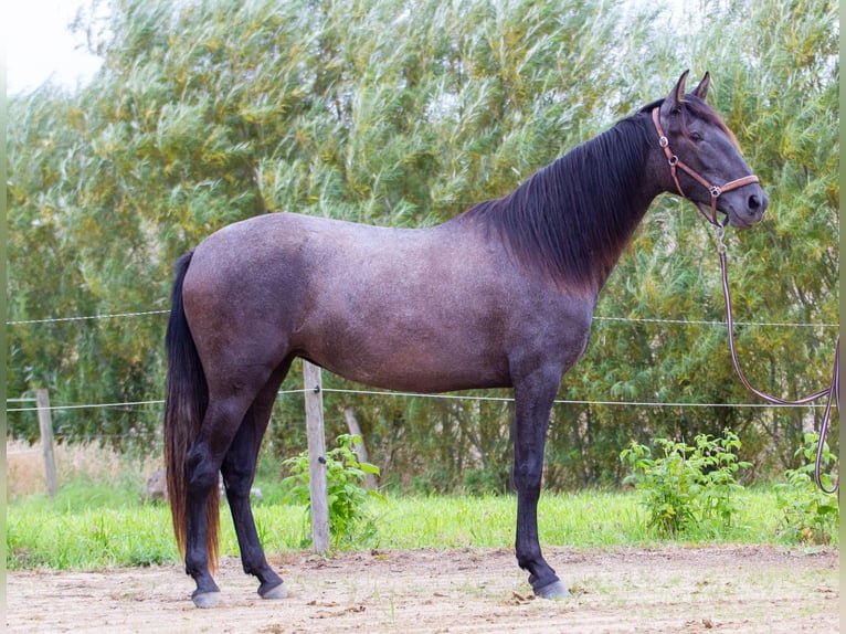 PRE Mix Stute 2 Jahre 163 cm Schimmel in Skanderborg
