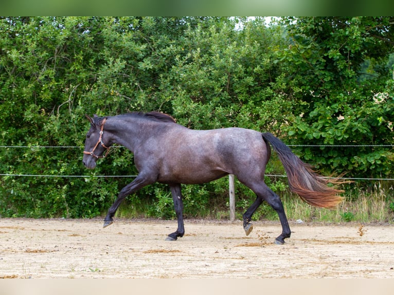 PRE Mix Stute 2 Jahre 163 cm Schimmel in Skanderborg