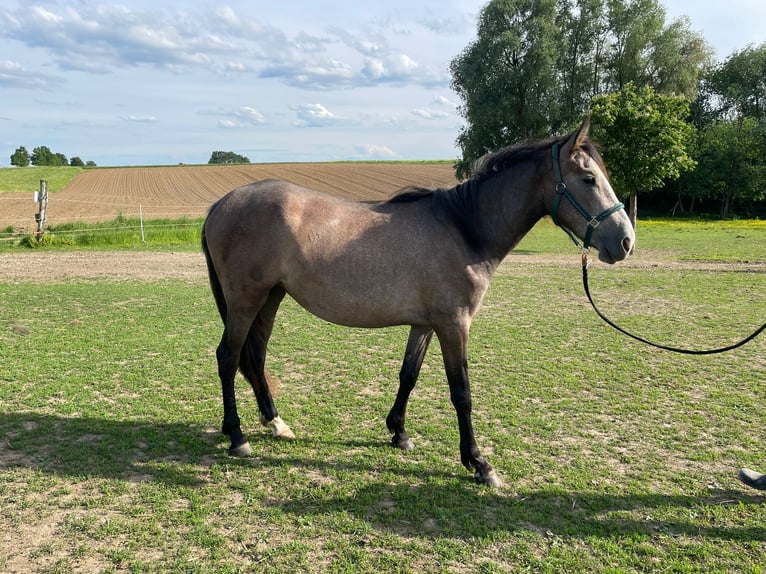 PRE Mix Stute 2 Jahre 164 cm Schimmel in Bibertal