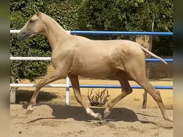 PRE Stute 2 Jahre 165 cm Palomino in Fuentes De Andalucia