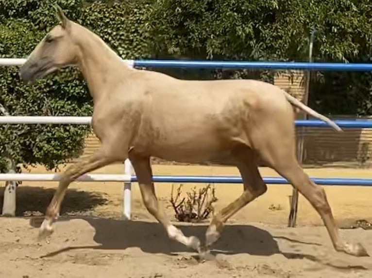 PRE Stute 2 Jahre 165 cm Palomino in Fuentes De Andalucia