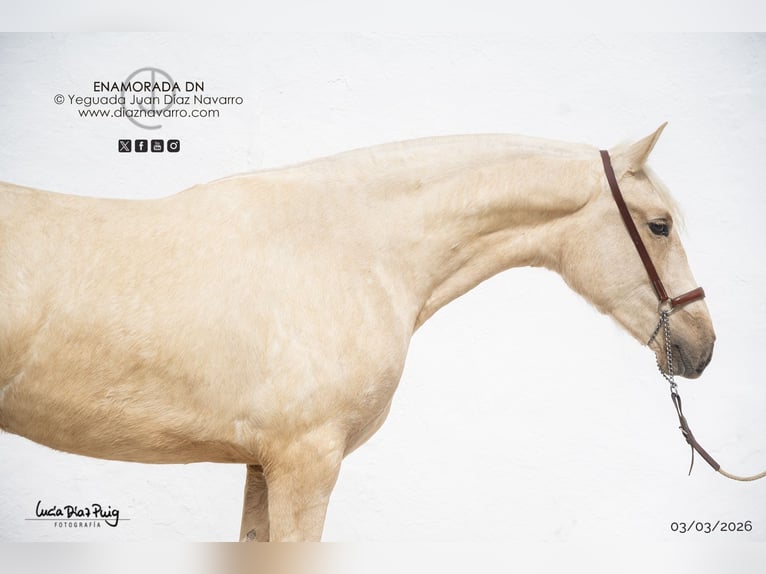 PRE Stute 2 Jahre 165 cm Palomino in Arjona