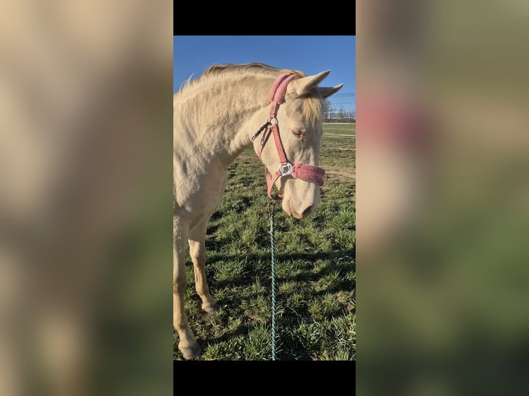 PRE Stute 2 Jahre 165 cm Perlino in Tábor