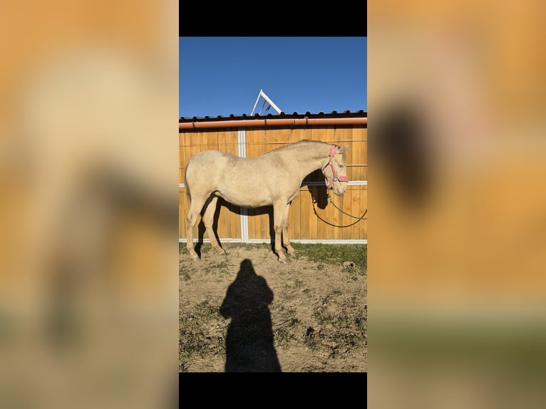 PRE Stute 2 Jahre 165 cm Perlino in Tábor