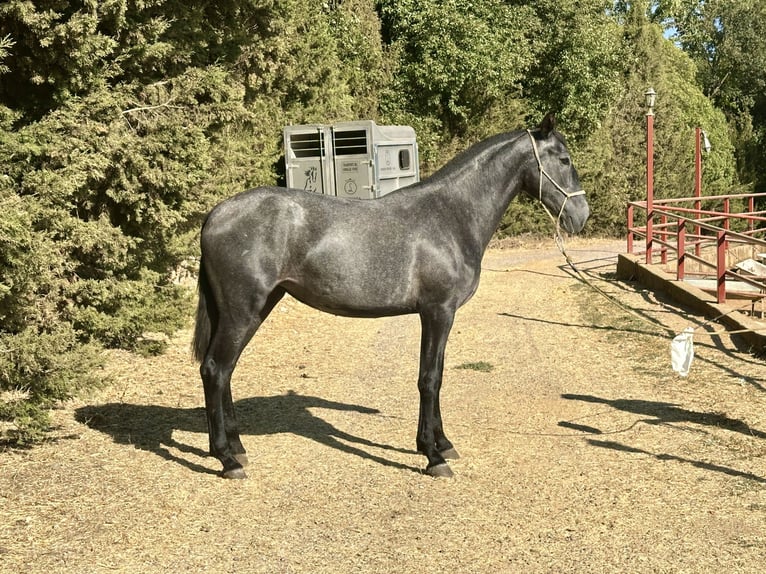 PRE Mix Stute 2 Jahre 165 cm Schimmel in Galaroza (Huelva)