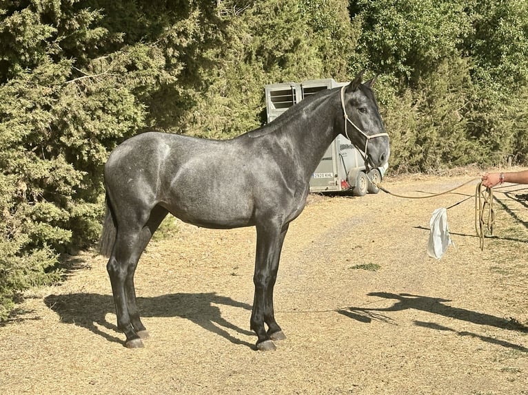 PRE Mix Stute 2 Jahre 165 cm Schimmel in Galaroza (Huelva)