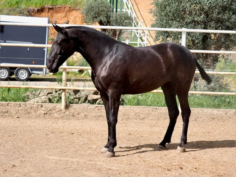 PRE Mix Stute 2 Jahre 166 cm Rappe in Navas Del Madroño