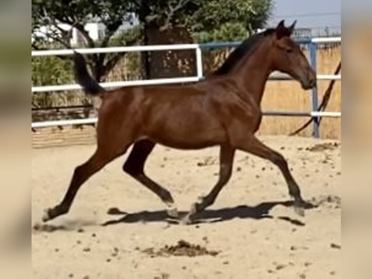 PRE Mix Stute 2 Jahre 167 cm Brauner in Fuentes De Andalucia