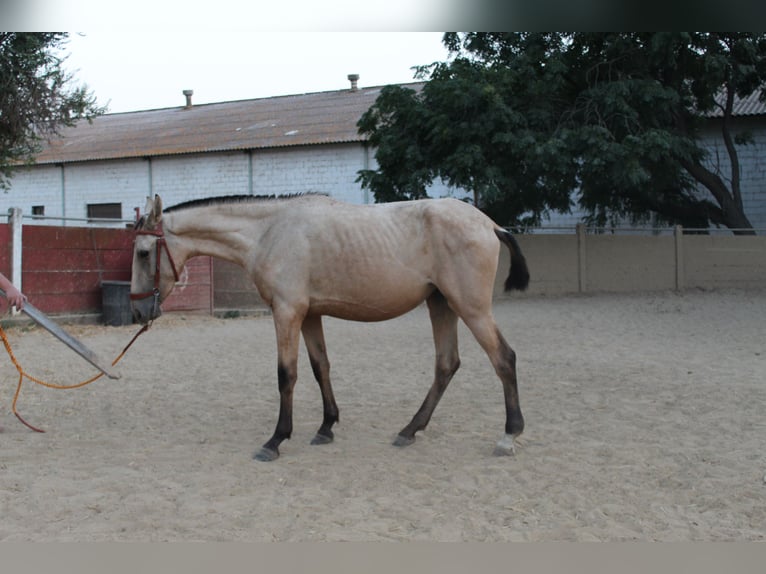 PRE Stute 2 Jahre 167 cm Falbe in La Puebla Del Rio
