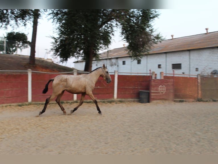 PRE Stute 2 Jahre 167 cm Falbe in La Puebla Del Rio