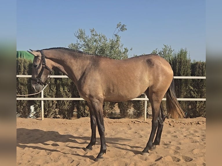 PRE Mix Stute 2 Jahre 172 cm Schimmel in Moron De La Frontera
