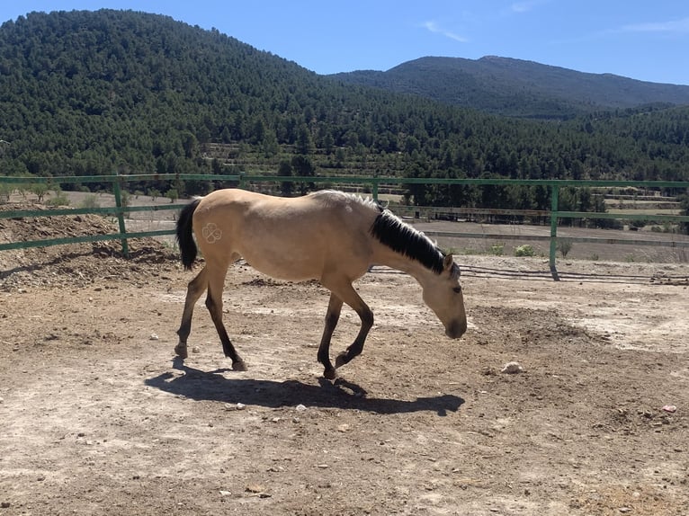 PRE Stute 2 Jahre Buckskin in Alcoi/Alcoy