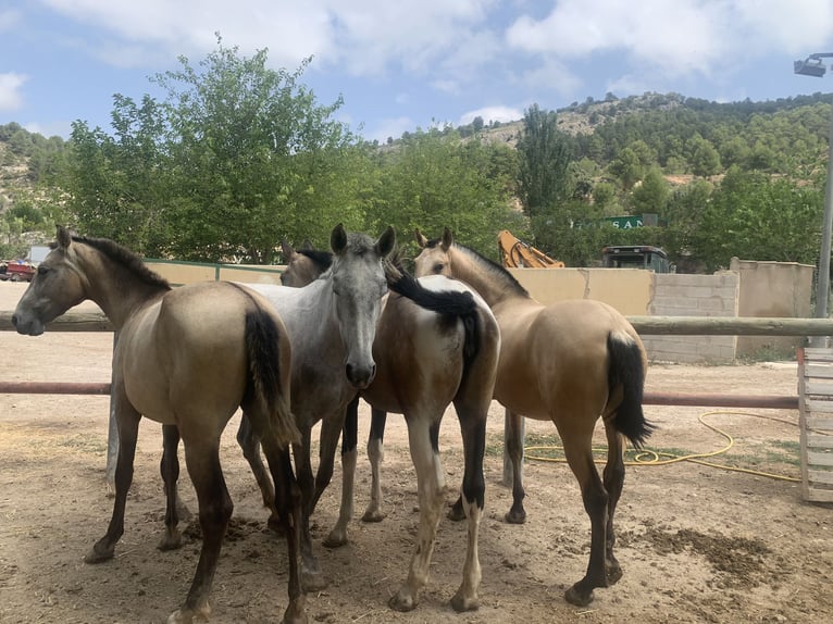 PRE Stute 2 Jahre Buckskin in Alcoi/Alcoy