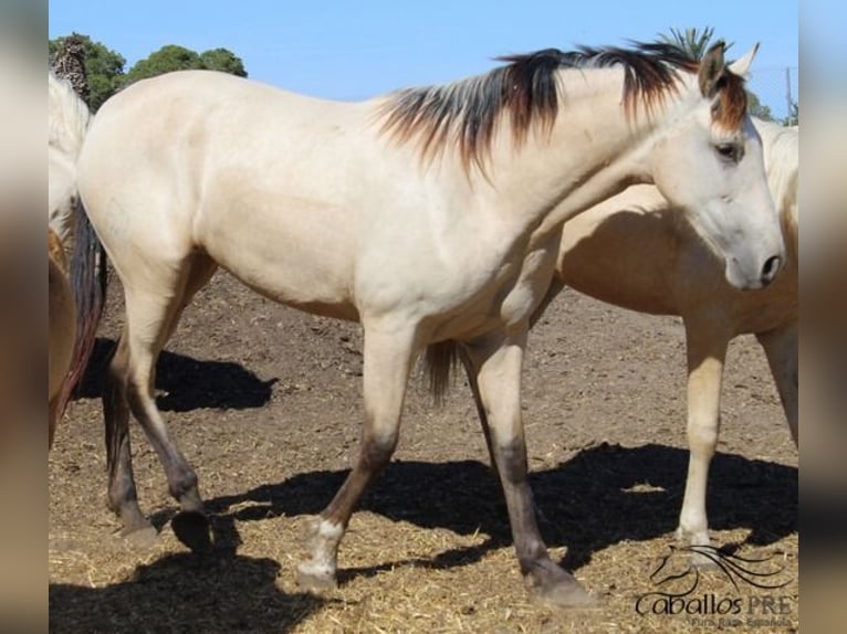 PRE Stute 2 Jahre Buckskin in Alicante