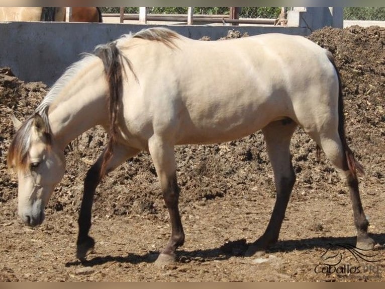 PRE Stute 2 Jahre Buckskin in Alicante