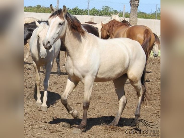 PRE Stute 2 Jahre Buckskin in Alicante