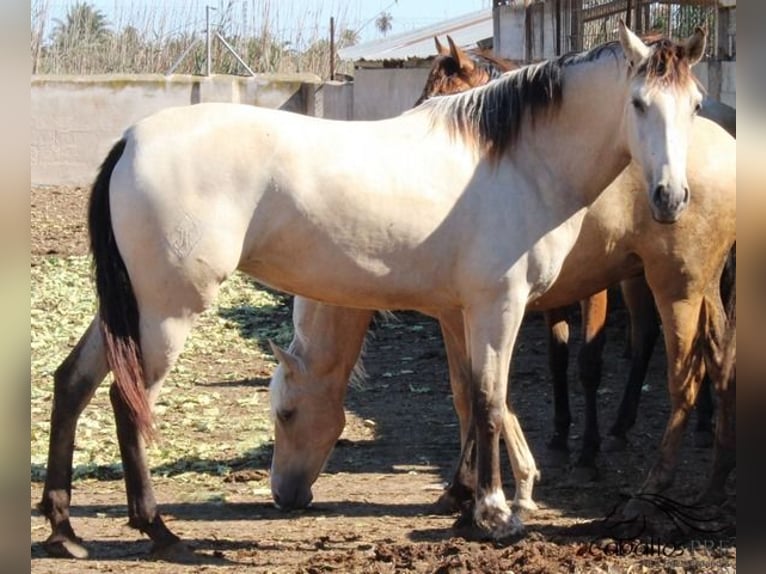 PRE Stute 2 Jahre Buckskin in Alicante