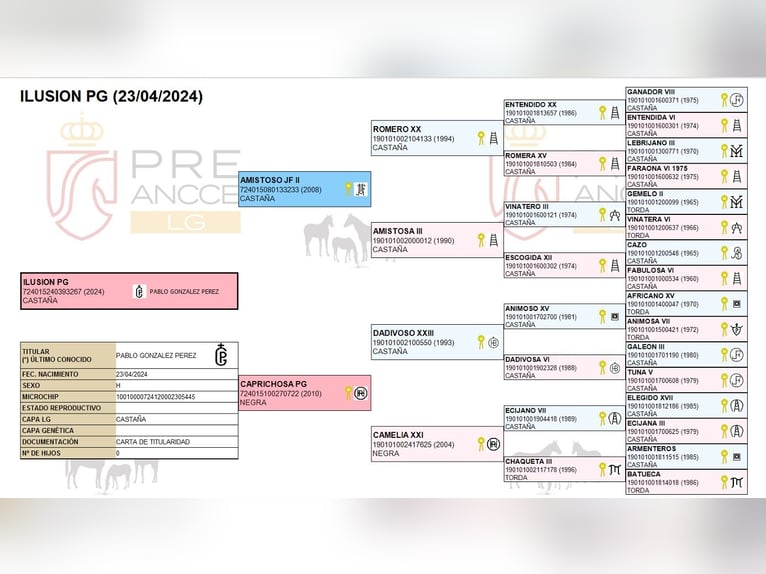PRE Stute 2 Jahre  in San Sebastian De Los Reyes
