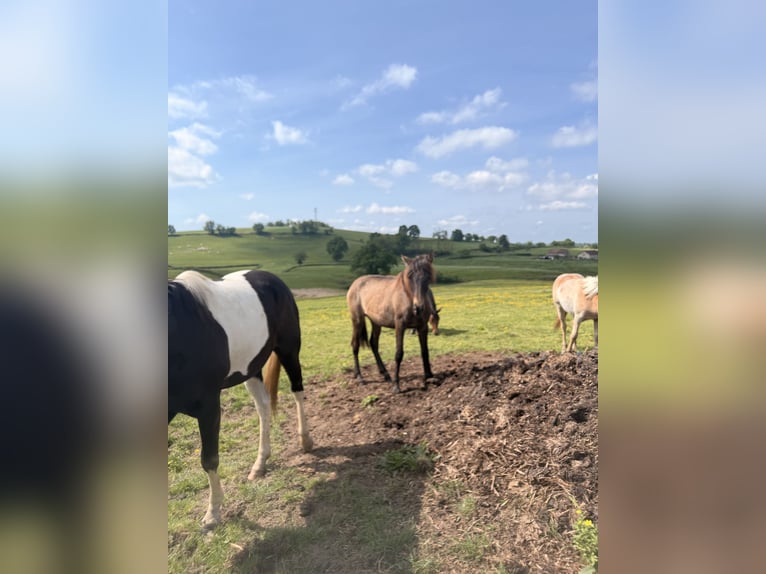 PRE Stute 2 Jahre Fuchs in Montceau-les-Mines