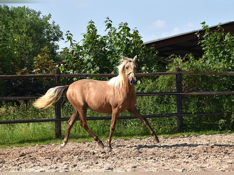 PRE Stute 2 Jahre Schimmel in Manhay