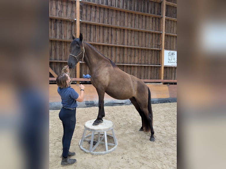 PRE Mix Stute 3 Jahre 148 cm Rappe in Caumont