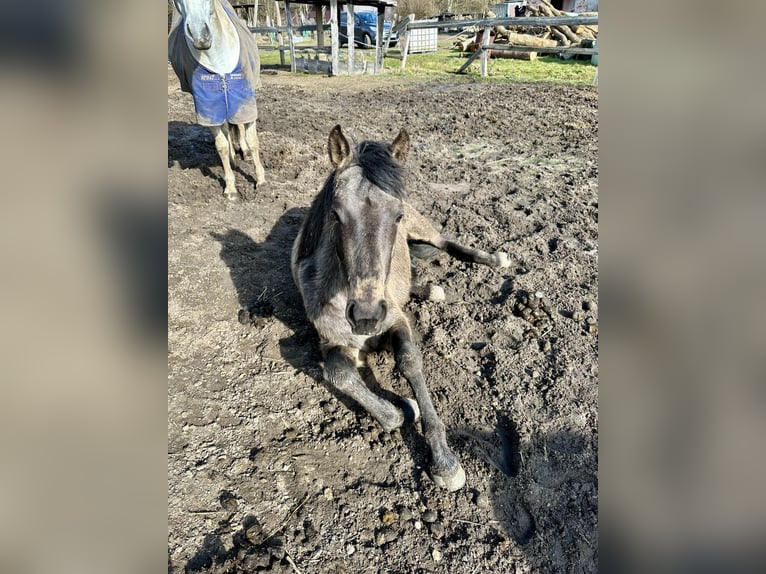 PRE Mix Stute 3 Jahre 150 cm Buckskin in Apolda
