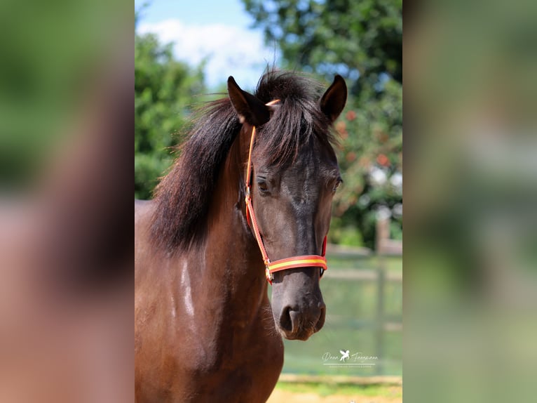 PRE Stute 3 Jahre 150 cm Rappe in Bad Laer