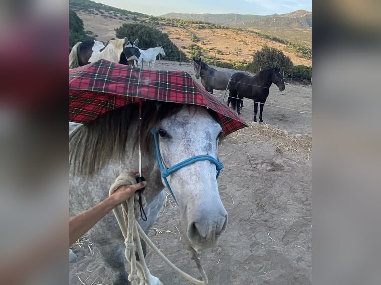 PRE Mix Stute 3 Jahre 150 cm Schimmel in Tarifa