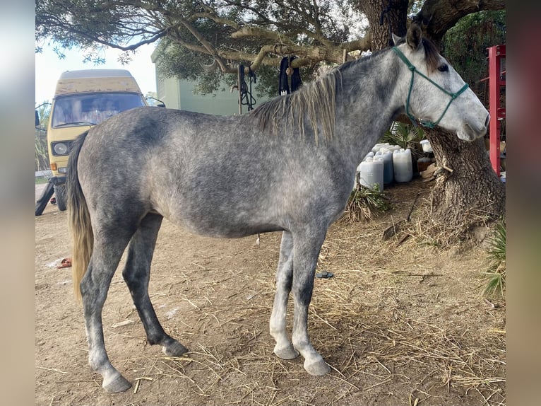 PRE Mix Stute 3 Jahre 150 cm Schimmel in Tarifa