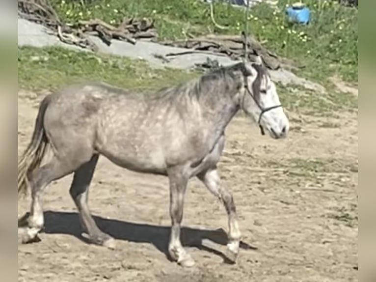 PRE Mix Stute 3 Jahre 150 cm Schimmel in Tarifa