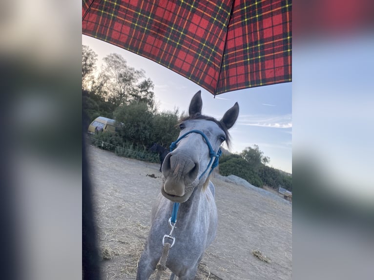 PRE Mix Stute 3 Jahre 150 cm Schimmel in Tarifa