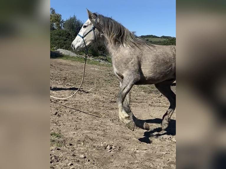 PRE Mix Stute 3 Jahre 150 cm Schimmel in Tarifa