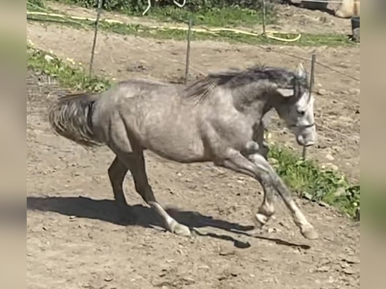 PRE Mix Stute 3 Jahre 150 cm Schimmel in Tarifa