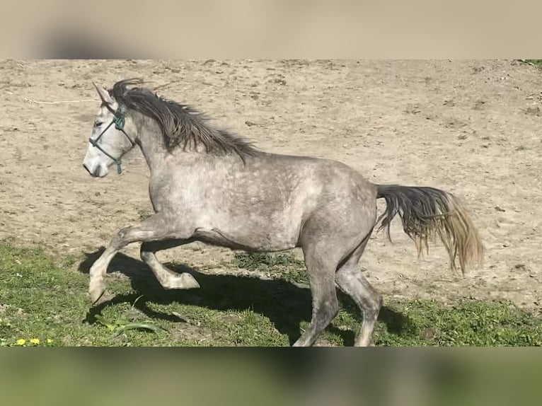 PRE Mix Stute 3 Jahre 150 cm Schimmel in Tarifa