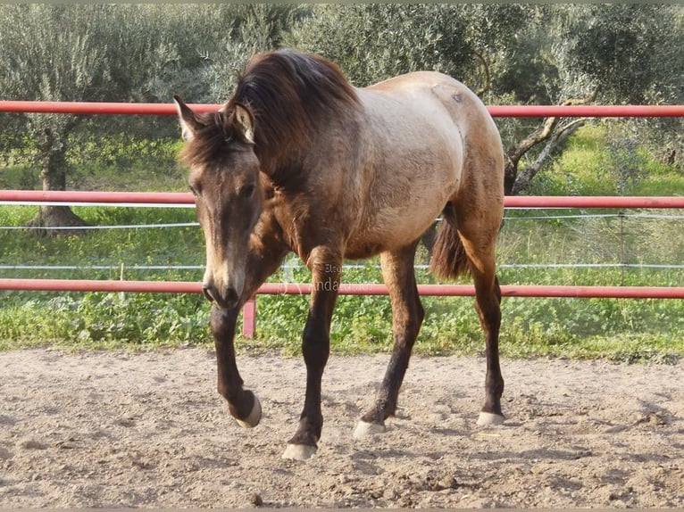 PRE Stute 3 Jahre 151 cm Schimmel in Provinz Malaga