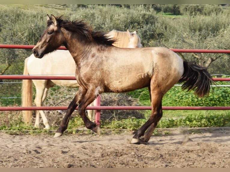 PRE Stute 3 Jahre 151 cm Schimmel in Provinz Malaga
