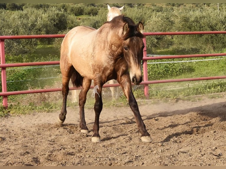PRE Stute 3 Jahre 151 cm Schimmel in Provinz Malaga