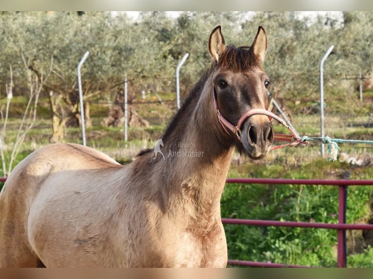 PRE Stute 3 Jahre 151 cm Schimmel in Provinz Malaga