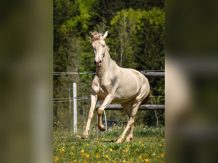 PRE Stute 3 Jahre 152 cm  in Grabenstätt