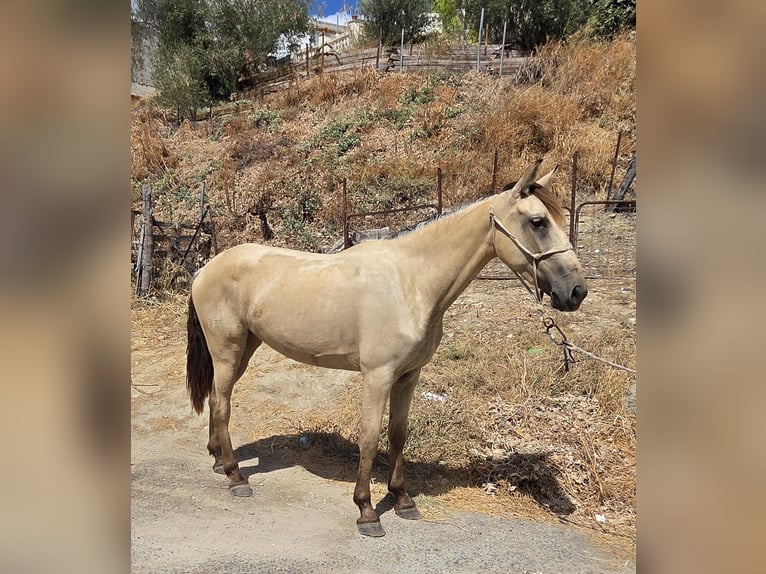 PRE Mix Stute 3 Jahre 153 cm Buckskin in Vejer de la Frontera