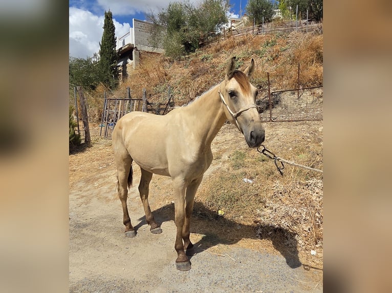 PRE Mix Stute 3 Jahre 153 cm Buckskin in Vejer de la Frontera