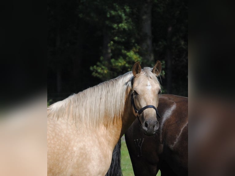 PRE Mix Stute 3 Jahre 153 cm Palomino in Himmelpforten