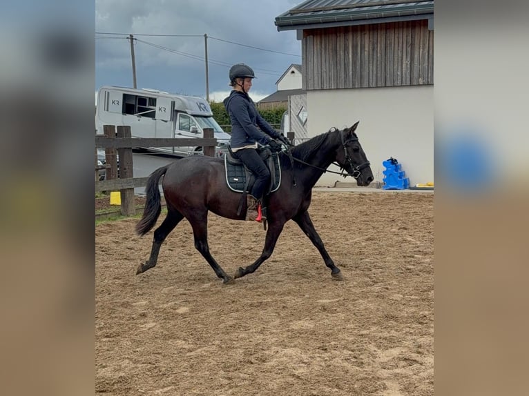 PRE Mix Stute 3 Jahre 153 cm Rappe in Daleiden