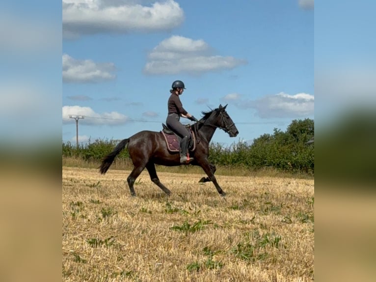 PRE Mix Stute 3 Jahre 153 cm Rappe in Daleiden