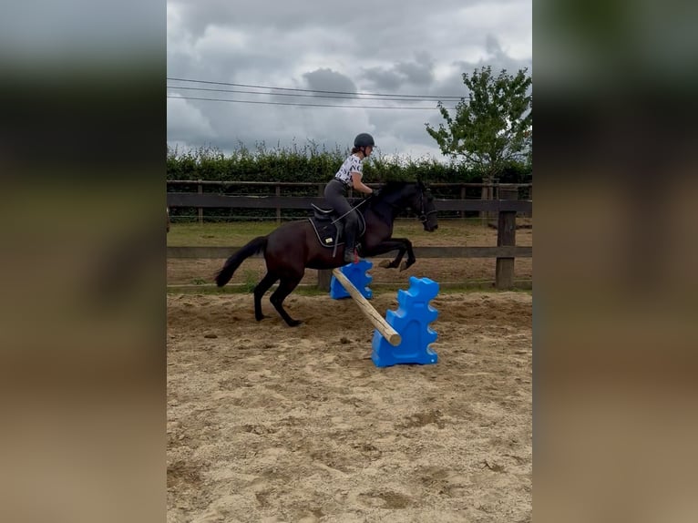 PRE Mix Stute 3 Jahre 153 cm Rappe in Daleiden